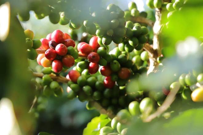 逆袭拼多多把“乡土生意”做成新国货AG真人平台app一颗云南豆子的(图5)